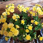 카페 프로필 이미지