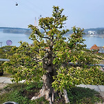 카페 프로필 이미지