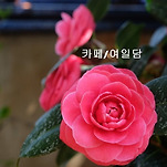 카페 프로필 이미지