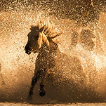 카페 프로필 이미지