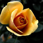 카페 프로필 이미지