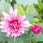 카페 프로필 이미지