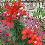 카페 프로필 이미지