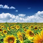 카페 프로필 이미지