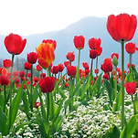 카페 프로필 이미지