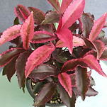 카페 프로필 이미지