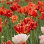 카페 프로필 이미지