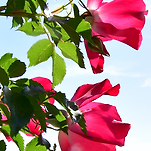 카페 프로필 이미지