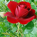 카페 프로필 이미지