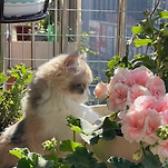 카페 프로필 이미지