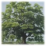 카페 프로필 이미지