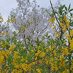 카페 프로필 이미지