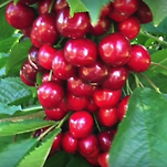 카페 프로필 이미지