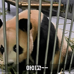 세컨하우스에서 루이바오🐼 모음💜 이미지