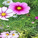 오늘을 채우는 인생 이미지