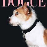 DOGUE 커버 모델 된 블랙핑크 로제 반려견 행크 이미지