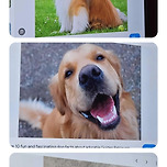 르세라핌이 토론한 르세라핌이 강아지라면? 이미지