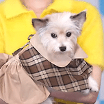 어제자 제발회에서 카메라 플래시 폭탄받은 오늘도 사랑스럽개 강아지 이미지