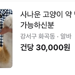 사나운 고양이 약먹이기 당근 알바 이미지