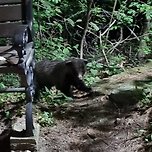 대구 팔공산에 곰이 나타났다는 신고 접수 이미지