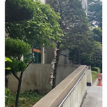 충격적인 요즘 매미 크기 이미지