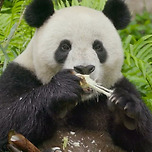 판다 다큐 찍으러 중국에 간 한국pd들 이미지