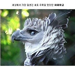 옆 모습이 가장 잘생긴 새 이미지