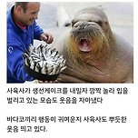 생일 축하받고 감동받은 바다코끼리 이미지