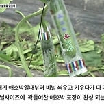 사람들은 잘 모르는 애호박의 진실? 이미지