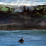 캘리포니아 바닷 속 미역의 공포 이미지