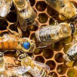 미국, 세계 최초 꿀벌용 백신 승인 이미지