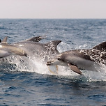 수족관서 돌고래 사라진다…14일부터 신규 전시 금지 이미지