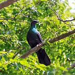 울릉도에서 신규 생물 8종 최초 발견 이미지