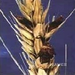 맥각 진짜 있는 거였다 이미지