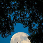 사랑 시 모음 이미지