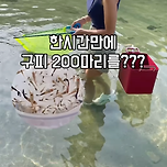 우리나라 하천에 구피가 살고 있다고... 이미지
