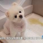 화장실 소파의자 위에서 배변도 시킨 달리 견주 이미지