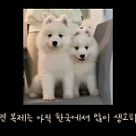 현재 논란중인 반려동물 복제에 관한 내용 요약 정리 이미지