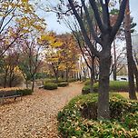 이번 주가 단풍 절정일 것 같아요 이미지