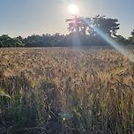 검정보리 익어가는 계절 이미지