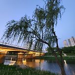 최애 나무 한그루 이미지