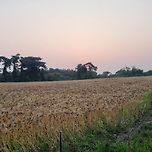 청보리 말고 검정보리 이미지