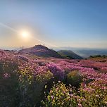 이것이 황매산 철쭉이다! 이미지