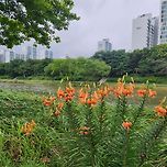 나리꽃이 활짝 피었어요 이미지