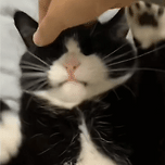 이마 만지니까 온갖 짜증 다 내는 고양이 이미지