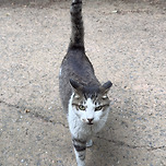 인왕산에서 만난 고영쓰🐈‍⬛ 이미지