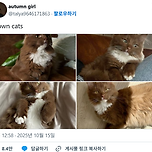 뭔가 포근해보이는 갈색 고양이 이미지