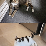 울 이삔 냥이들 소개합니다~ 이미지