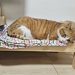 고요한 밤. 이미지