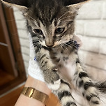 시골집 아깽이 이미지